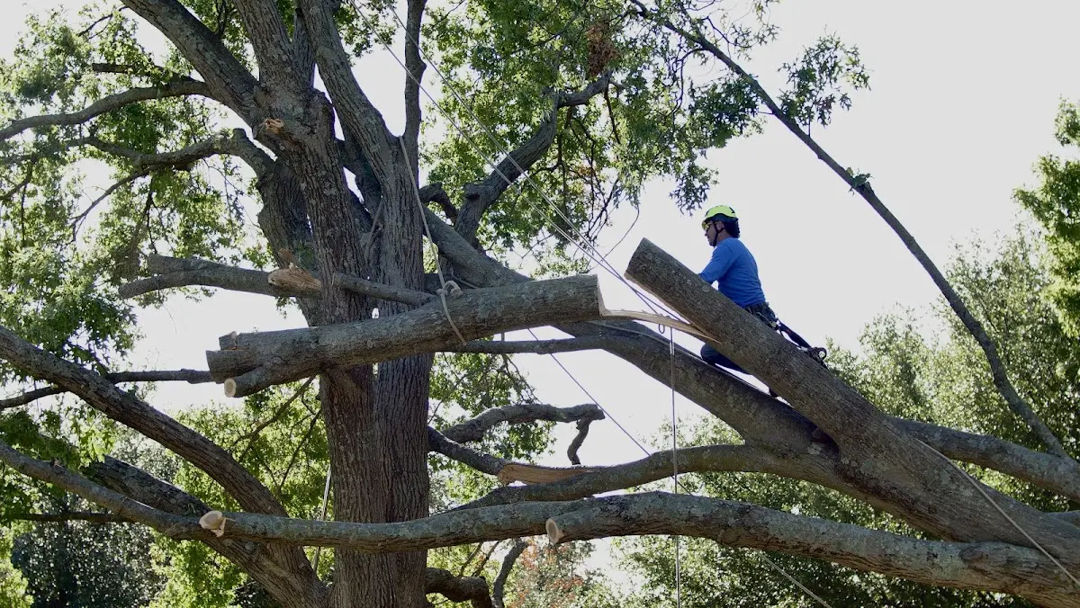 Professional Hazardous Tree Removal performed by certified arborists in Decatur