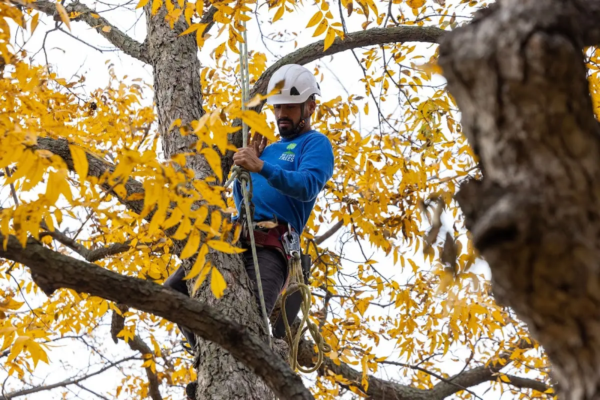 Skilled Tree Planting crew working in Decatur
